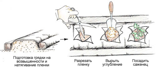 Посадка клубники под укрывной материал