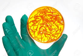 Scientist Holding A Petri Dish With Virus Cells Stock Photo ...