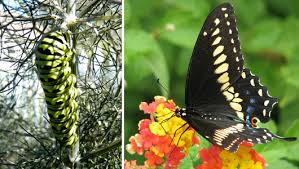 Image result for butterflys before and after
