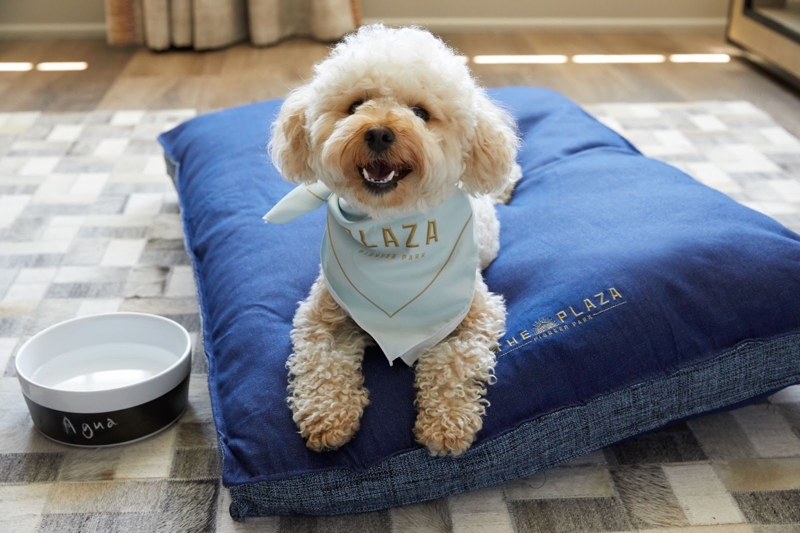 Poodle mix wearing a The Plaza Pioneer Park light blue bandana sitting on a blue The Plaza Pioneer Park dog bed