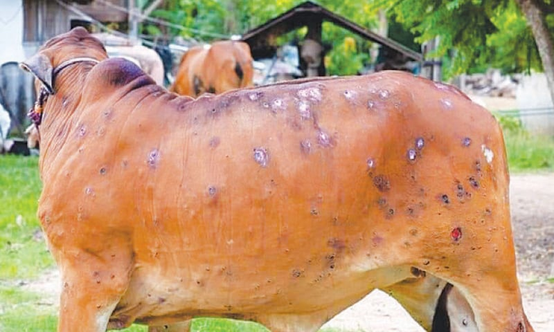 Farm Animal Viral diseases