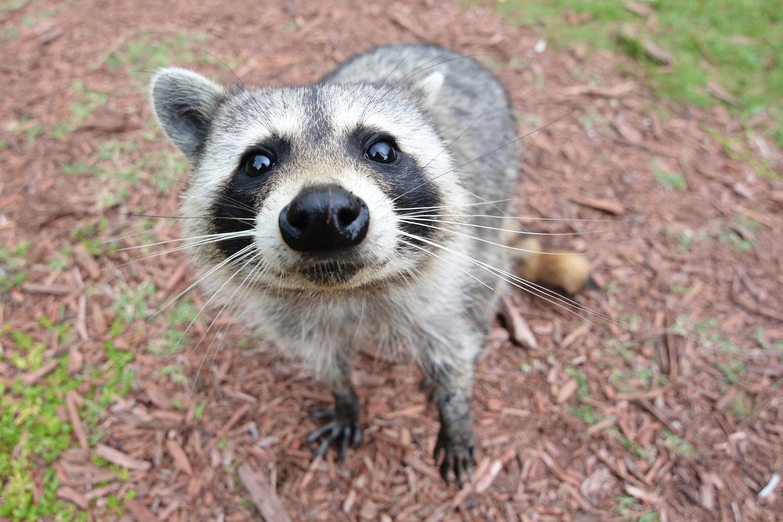 Curious_Raccoon.jpg