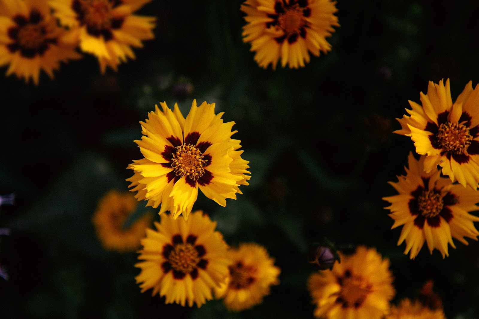 Coreopsis, Florida's State Flower for your San Marcos Property