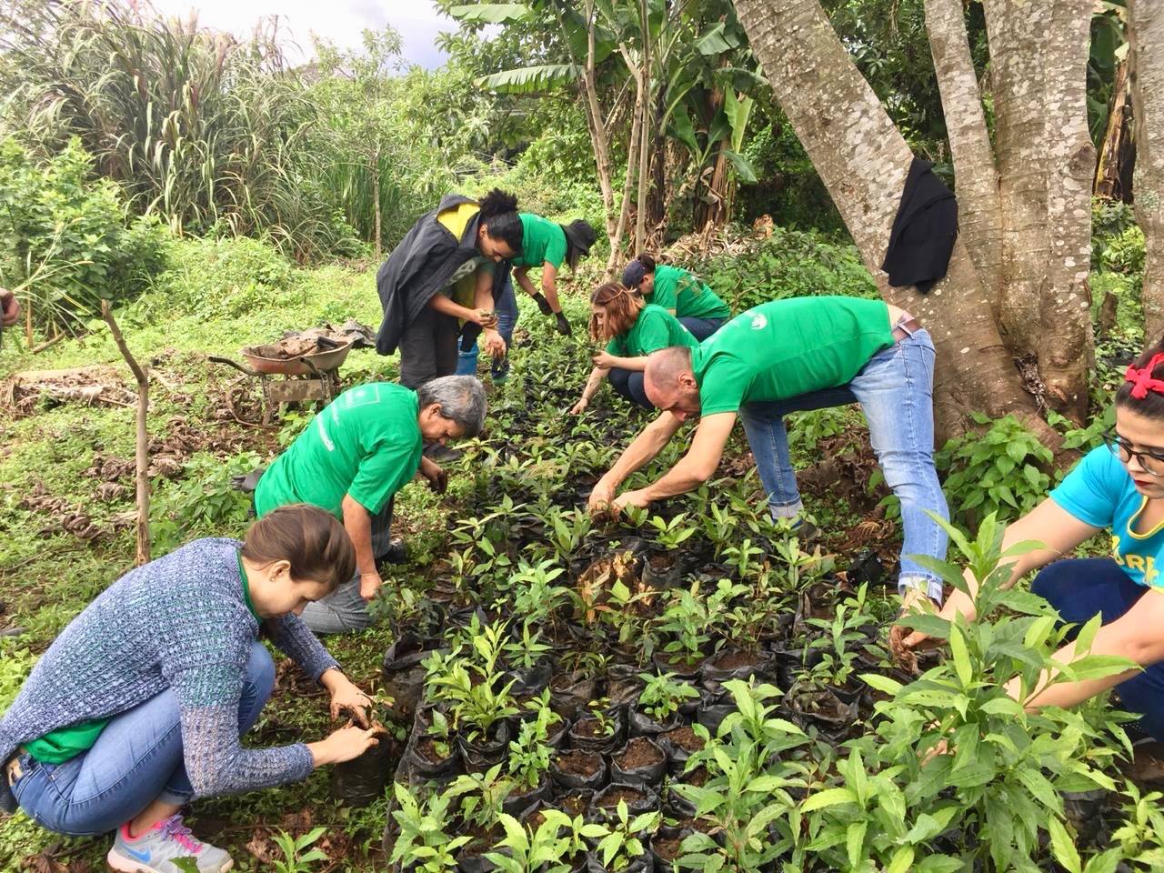 voluntariado-reforestacion