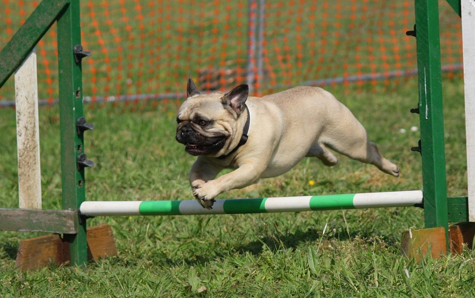 Free photo: Dog, Pug, Training, Jumping, Breed - Free Image on ...