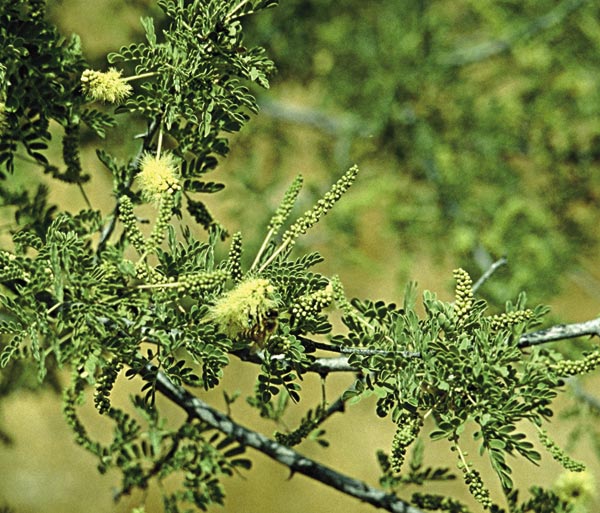 Catclaw acacia flowers (Acacia greggii)