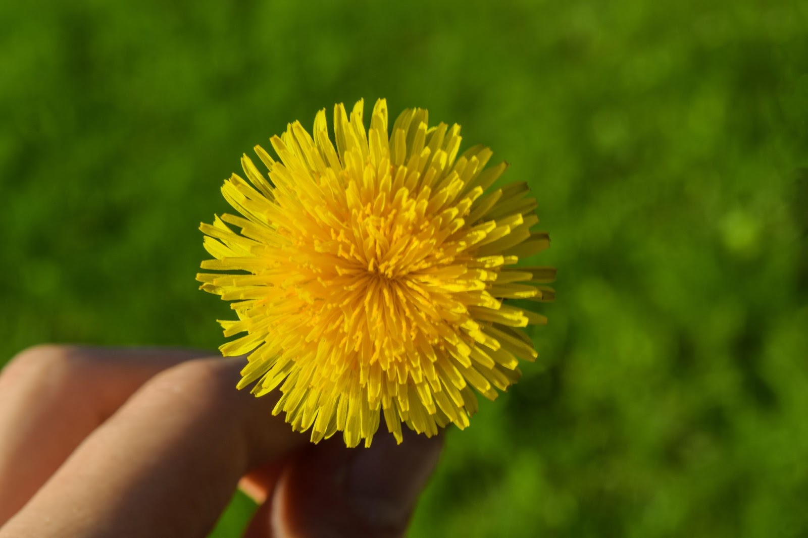 remove-weeds-by-hand