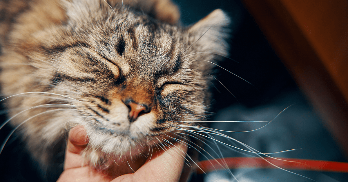 Tabby cat getting chin scratches