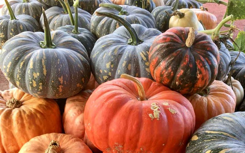 harvesting and storing pumpkin plants 