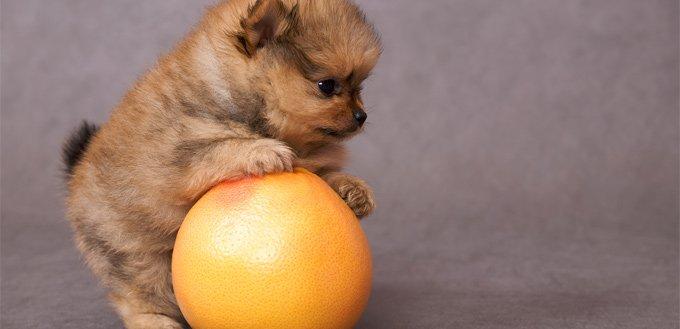 Can Dogs Have Grapefruit - Everything You Need To Know