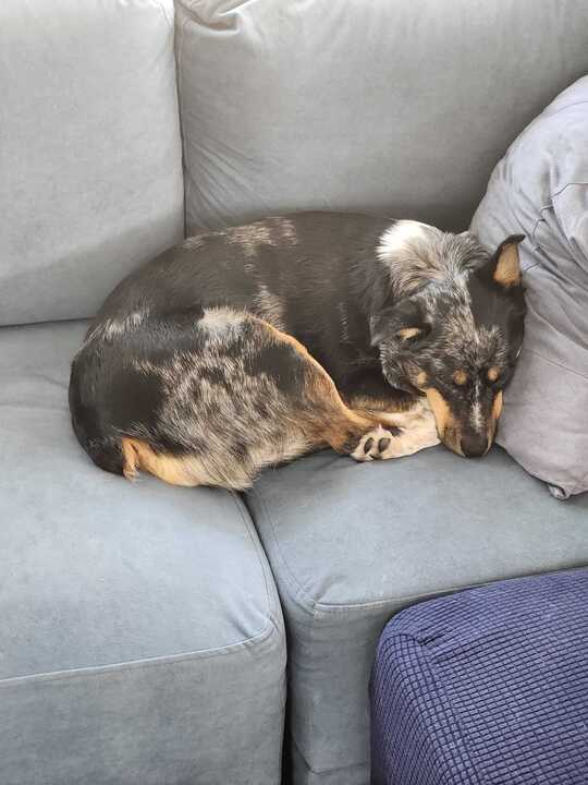 Bill's dog, Kahlua, on the couch.