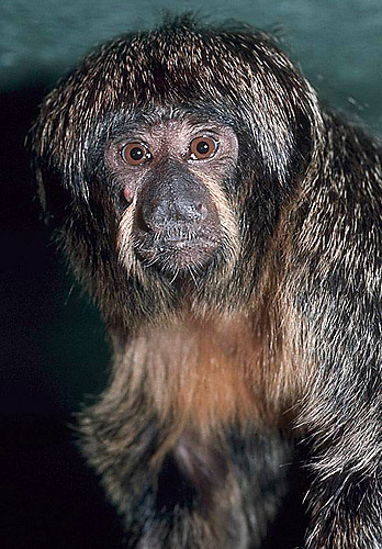 Female saki monkey at San Diego Zoo