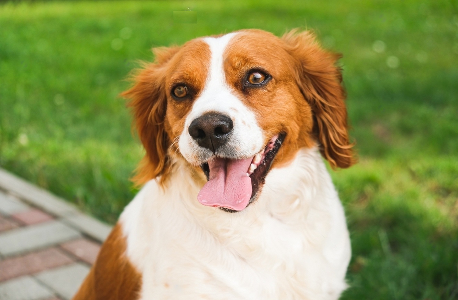 Common Behaviors of A Female Dog in Heat: Guide To Know When Your Dog Is in Heat 6 CspLQ5WPDe2siFcpUNlmOvTJiMgo67NsNoqab57PO OxikrH12MuTM77OhZF3F1BXyDzbEay09FiPDooX AnmrfbbZrJnH0emqyP14eHe6H MsZ1qF32TmQJXcOpewUQc9Idak JOWJYHusk 1 VEQE