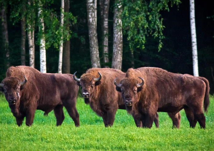 A group of buffalo in belarus
