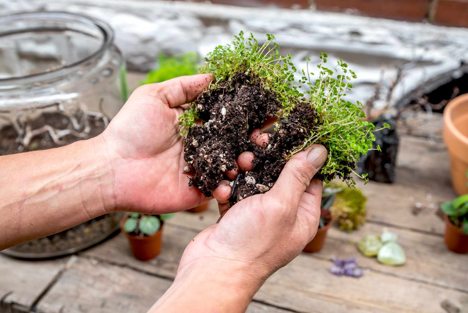 Terrarium Pokok.Asia