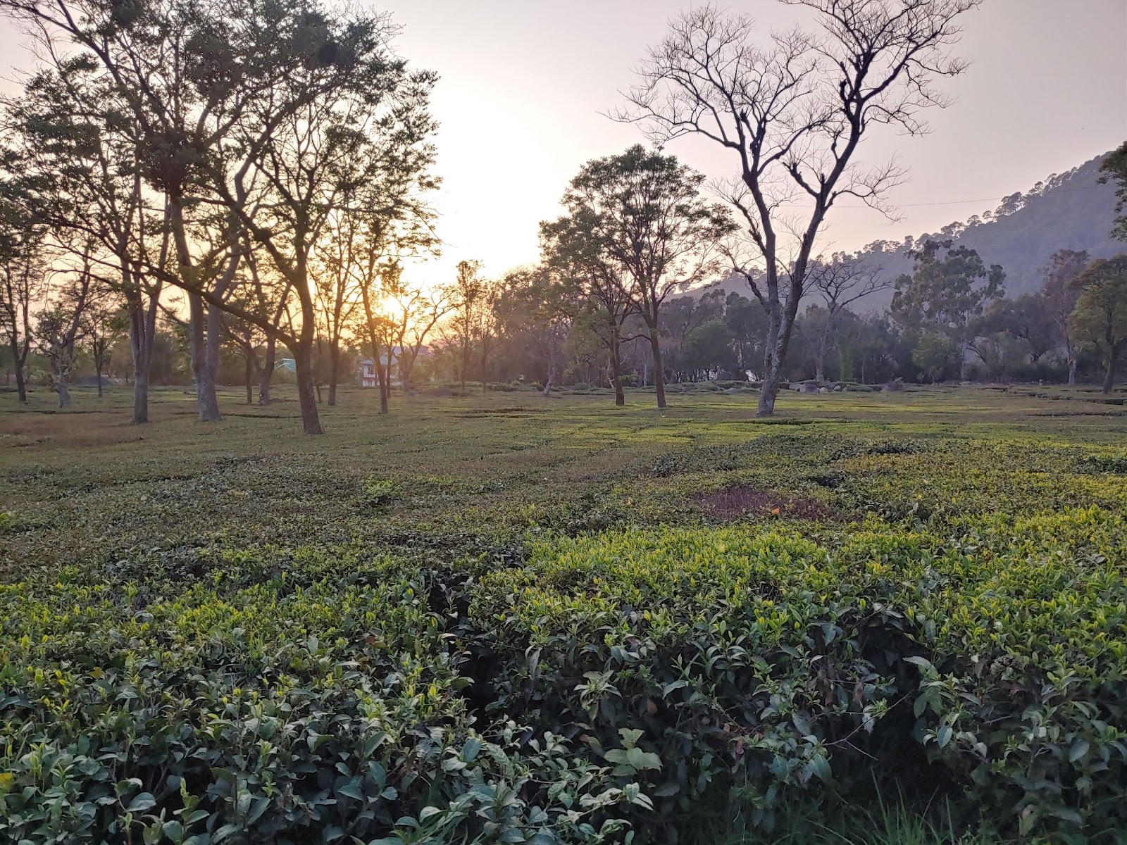 Palampur tea garden 