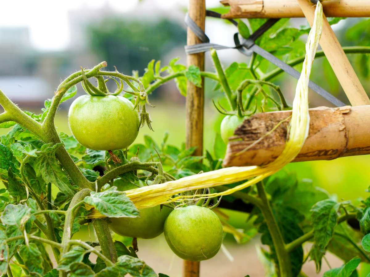 Relocate your plant to an area that receives more sunlight