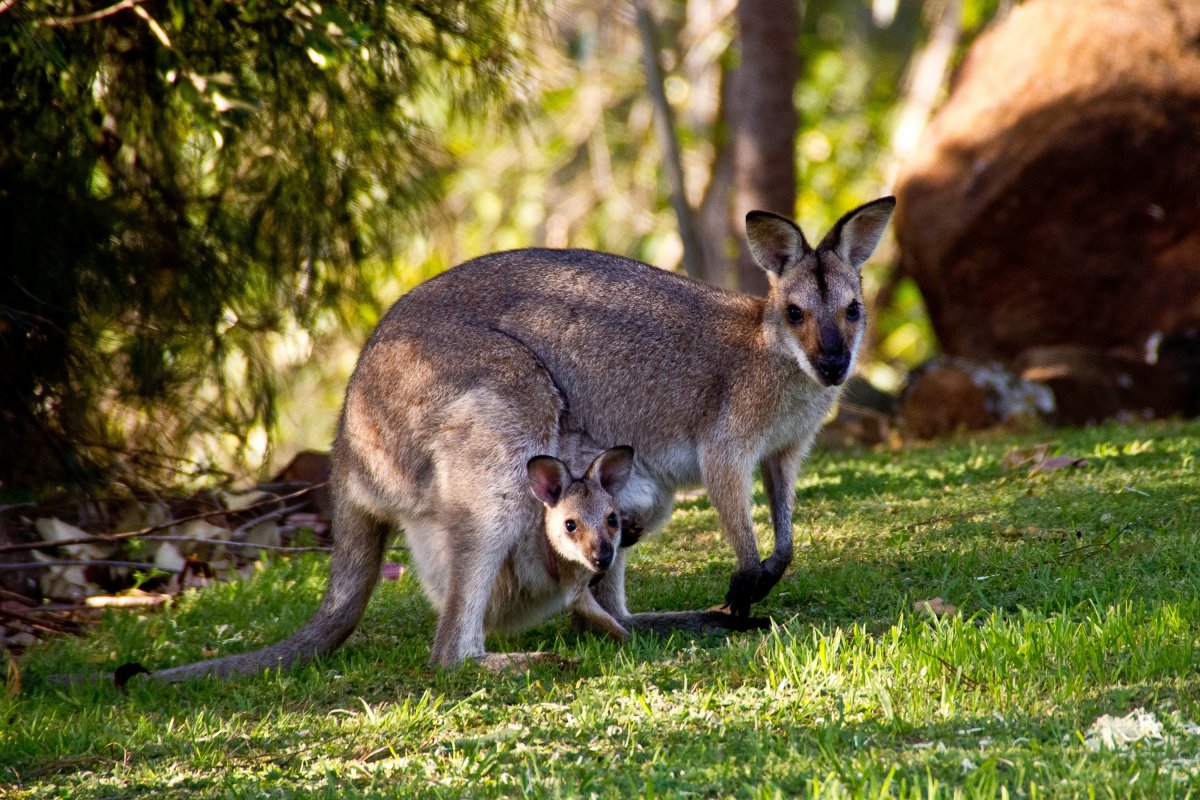 Wallabies