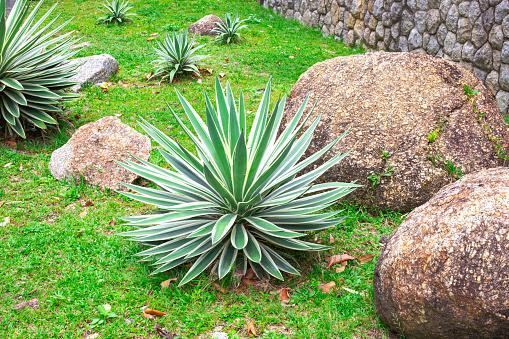 Plants that Look like Aloe Vera and their Benefits (with Pictures)