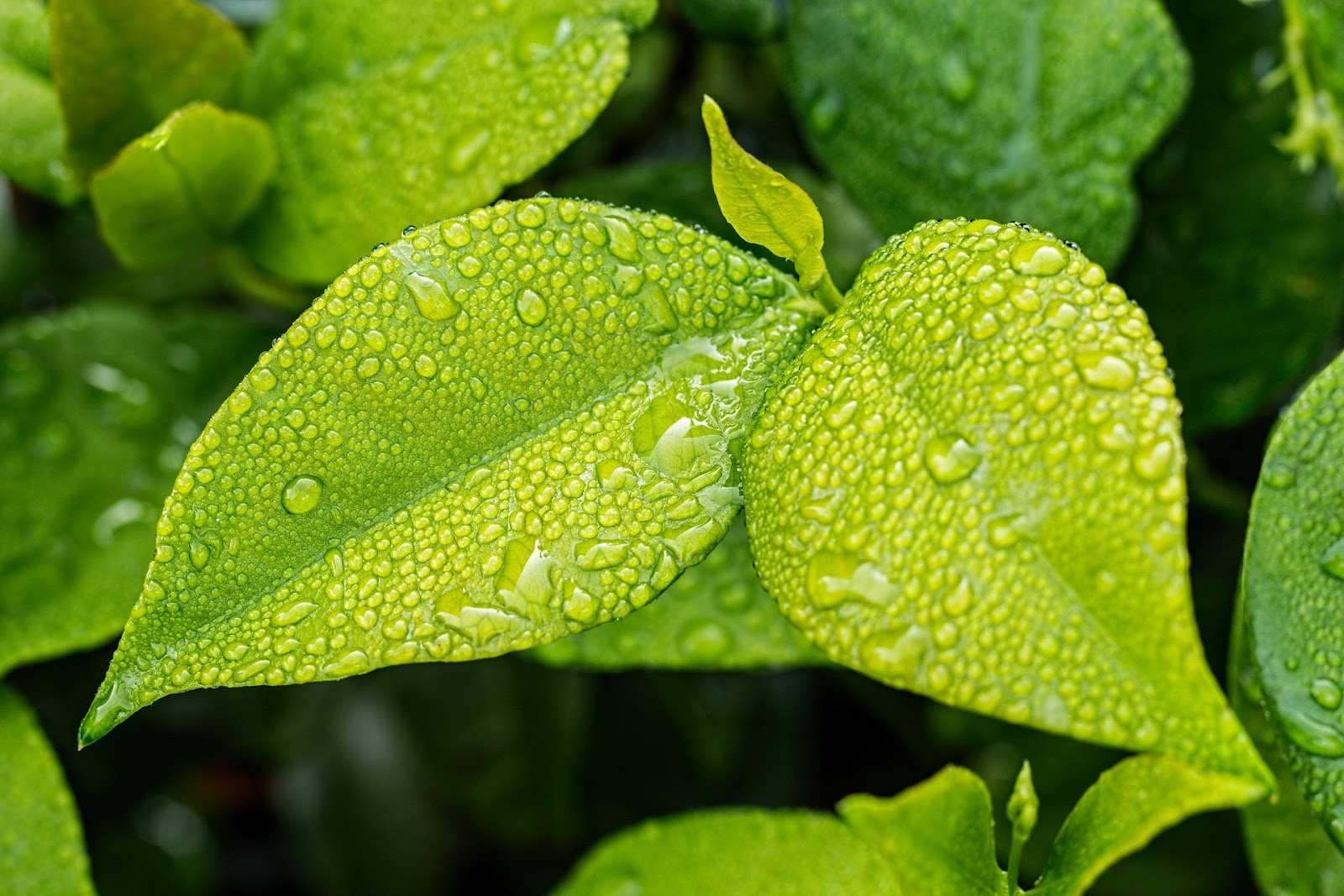 Wet leaves