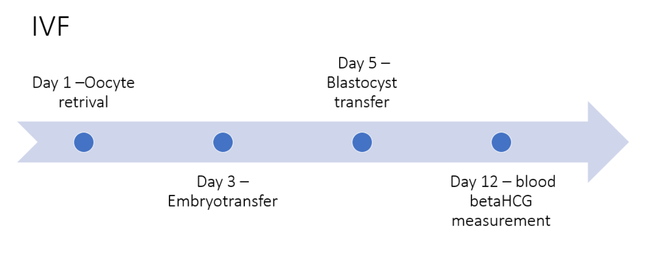 Chemical pregnancy timeline with IVF