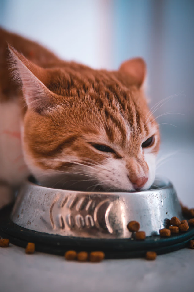 cat eating kibble from cat bowl
