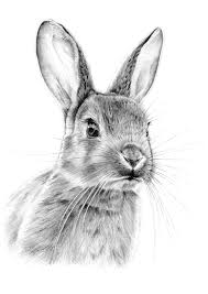 Image result for hares drawings