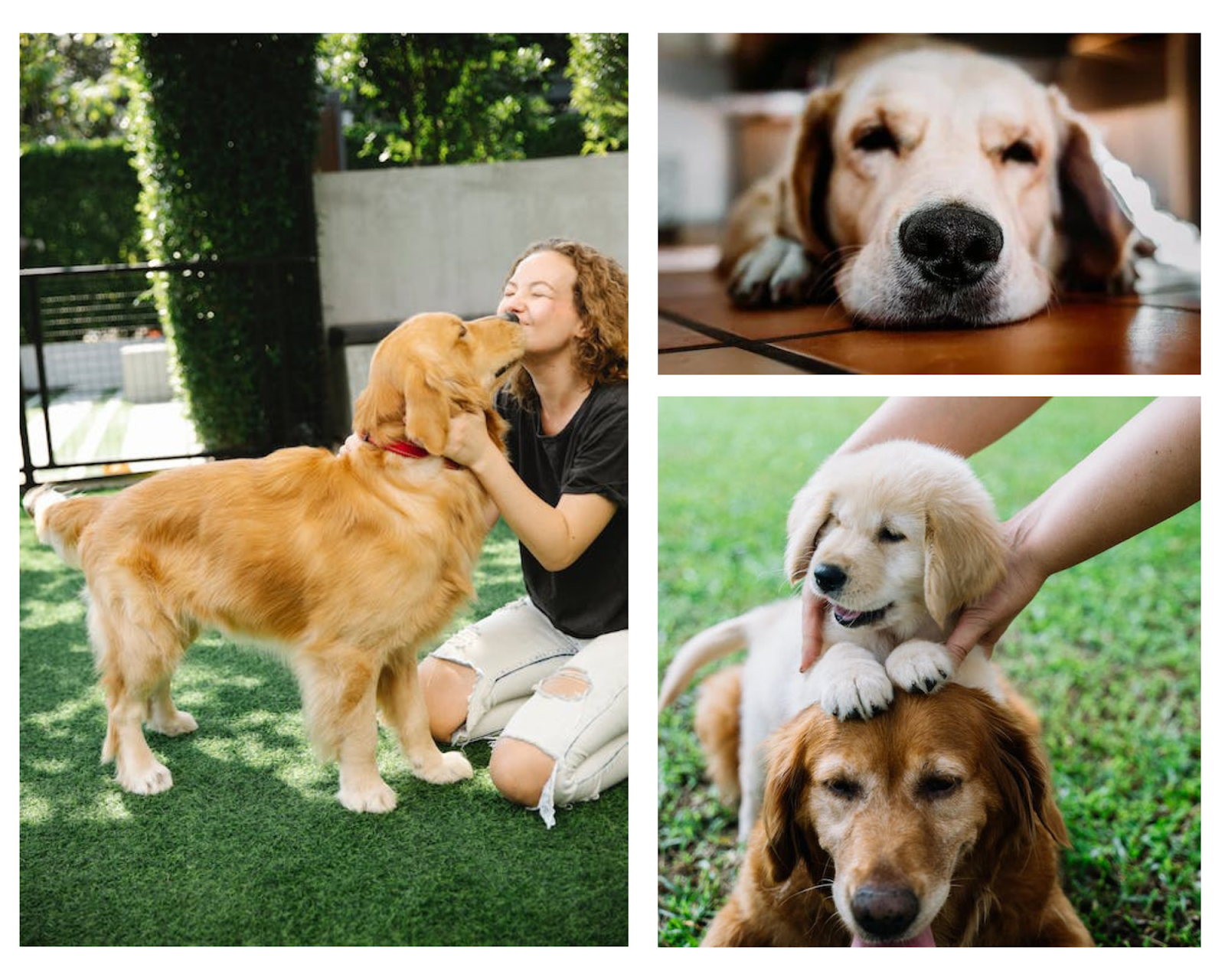 Baxter with owner, closeup, and Baxter with puppy 