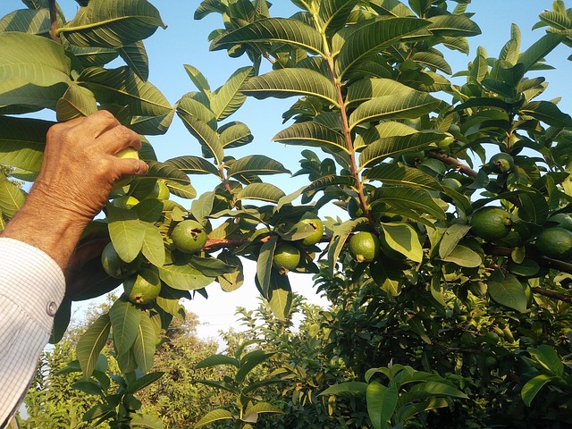 GUAVA TREE