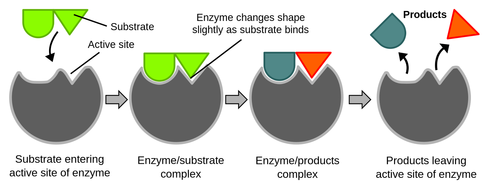 2000px-Induced_fit_diagram.png