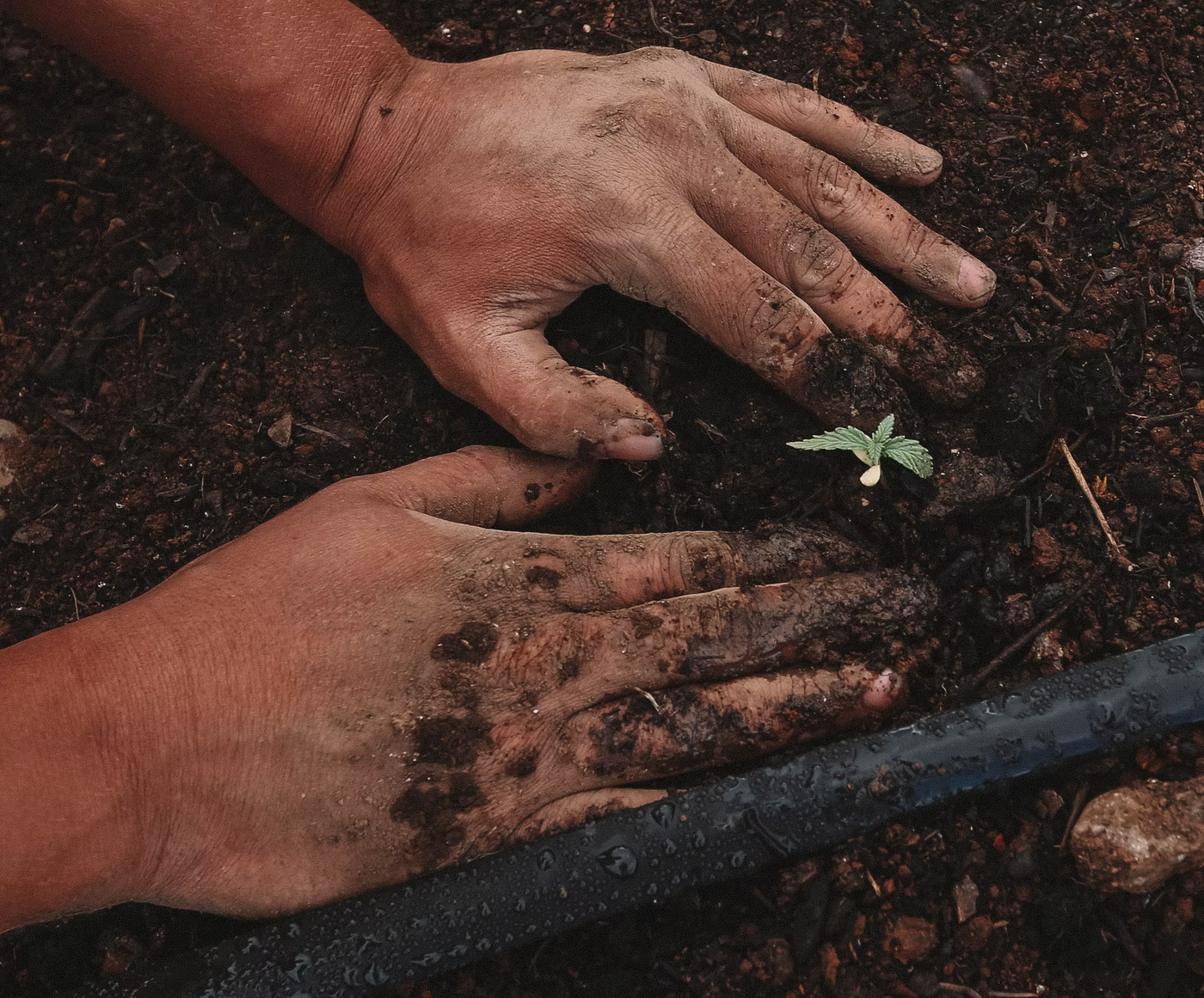 gardening mistakes