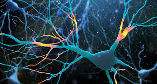 Image result for nerve cells