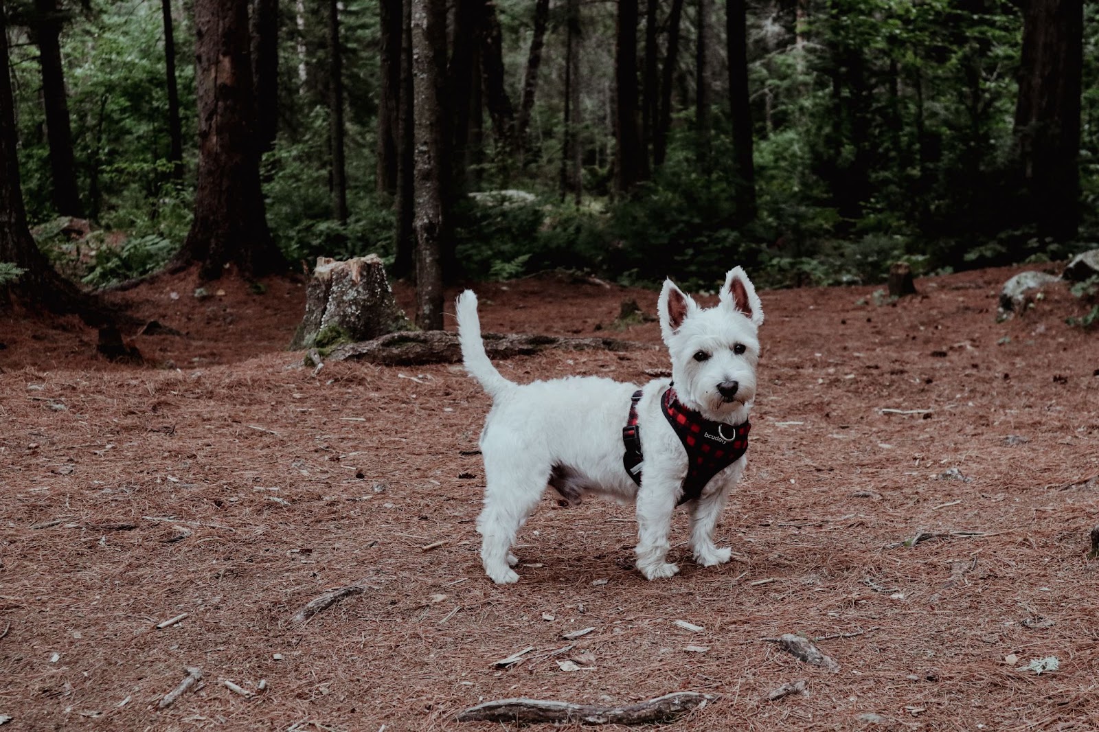 The Westie is one of the most iconic (and cute) of the terrier group dogs. 