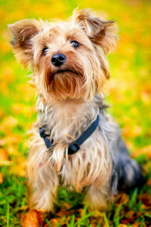 Australian Terrier breeders links and information on pups4sale.com.au.