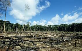 Image result for deforestation