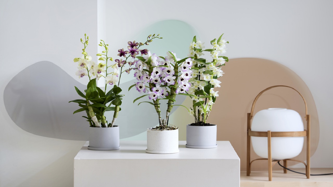 Bringing Phalaenopsis Orchids Back Inside In The Fall