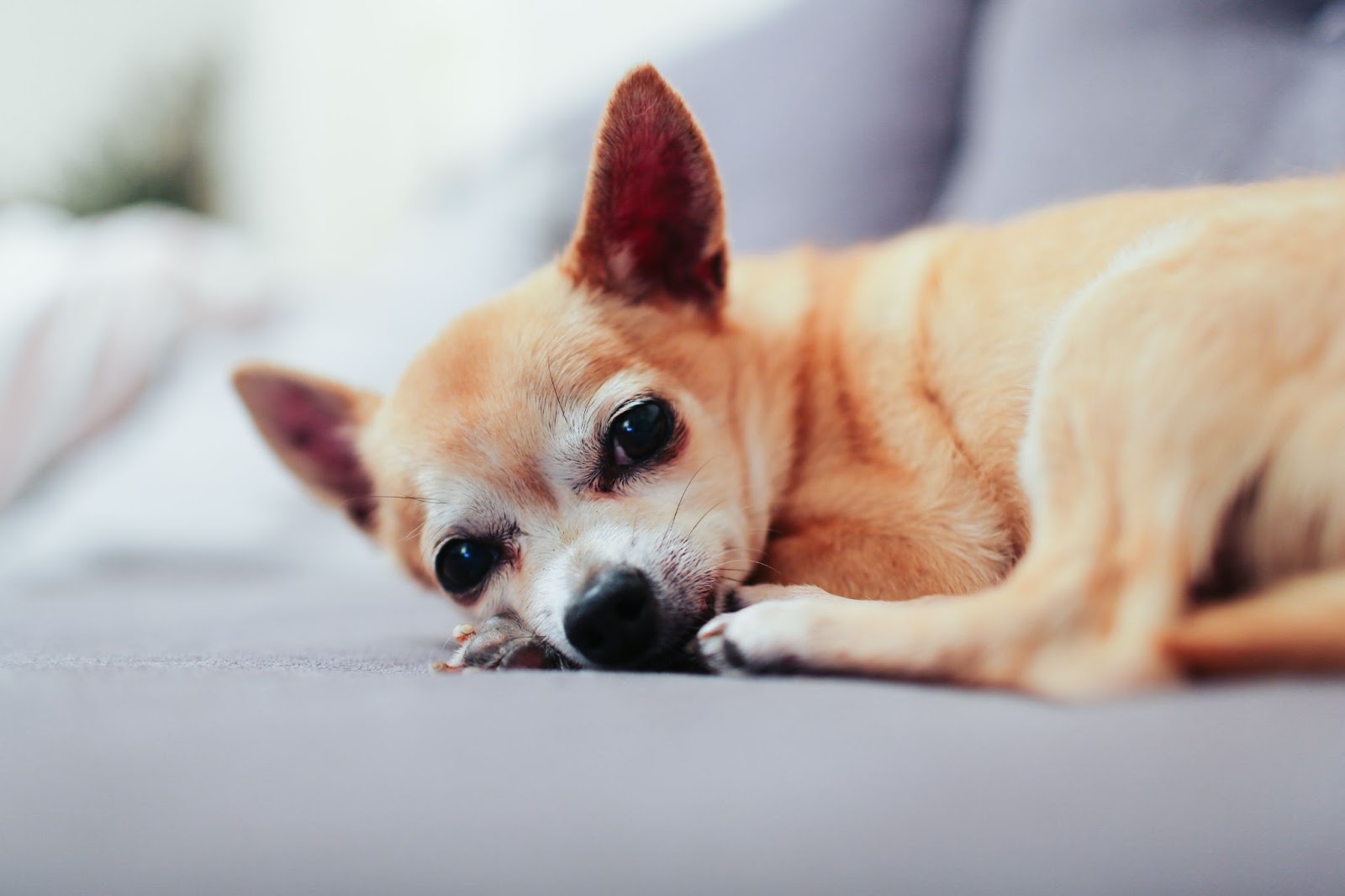 How Big Is A Chihuahua’s Heart?