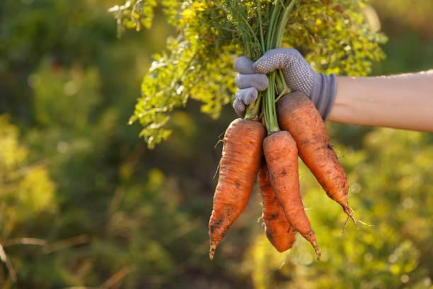 5,016 Picking Carrots Stock Photos, Pictures & Royalty-Free Images - iStock