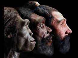 Image result for human evolution