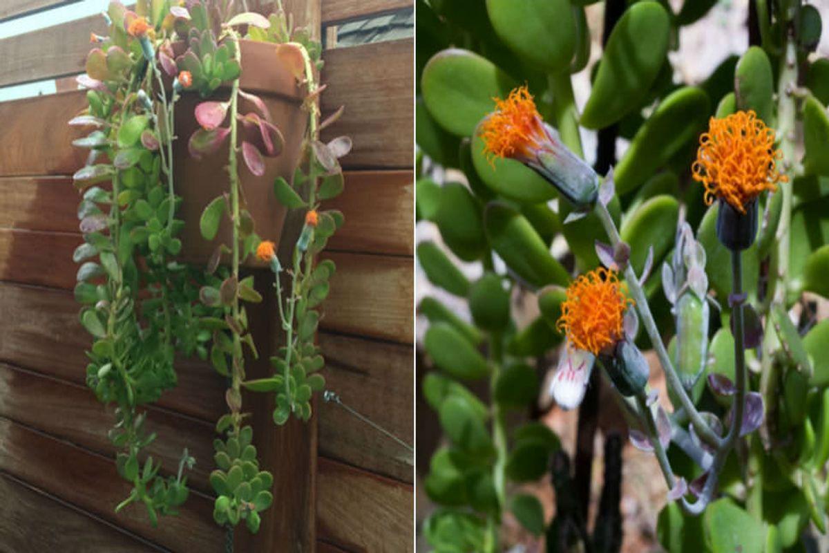 50+ Amazing Types of Jade Plants (Crassula Ovata)
