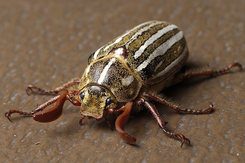 File:Polyphylla decemlineata aka Ten-lined June beetle 2015-05-21.jpg