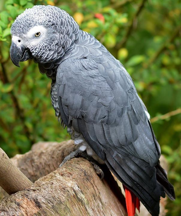  An African grey parrot.