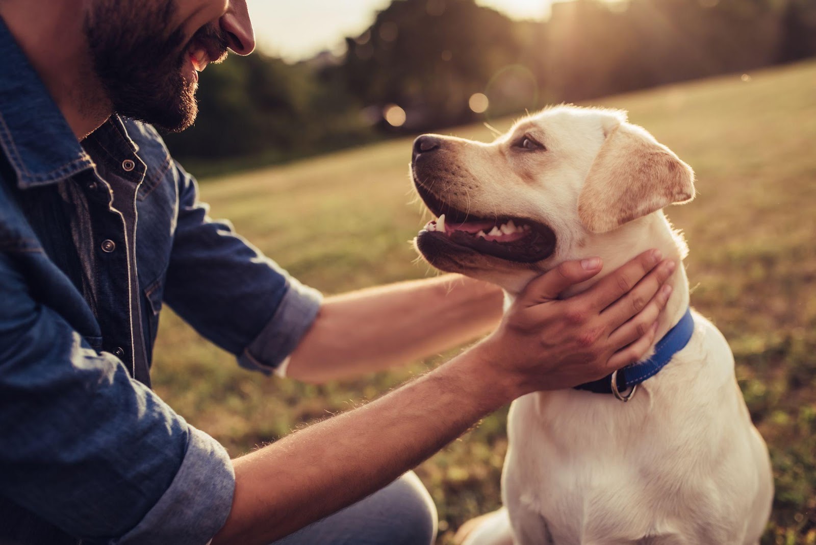 Dog Owners Are Much Happier Than Cat Owners, New Study Finds