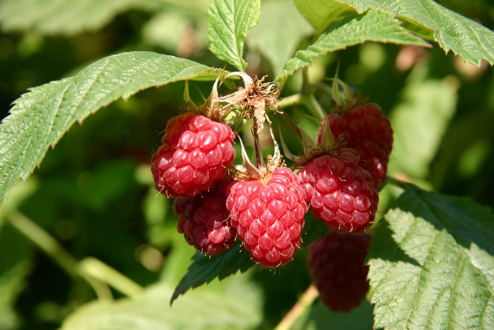 fruits-raspberry-boyne-red.jpg