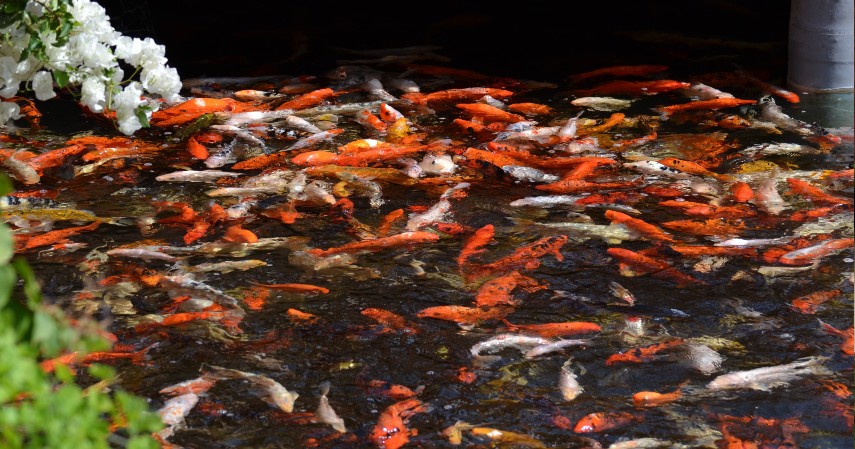 Pembatasan Jumlah Ikan di dalam Kolam - Langkah Mudah Budidaya Ternak Ikan Koi untuk Pemula
