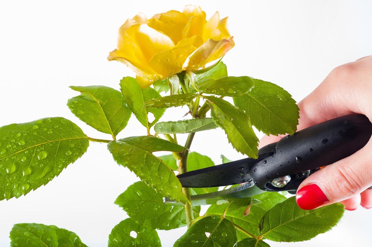 https://mydecorative.com/wp-content/uploads/2017/03/Dip-Pruning-and-Lopping-Shears-in-Alcohol.jpg