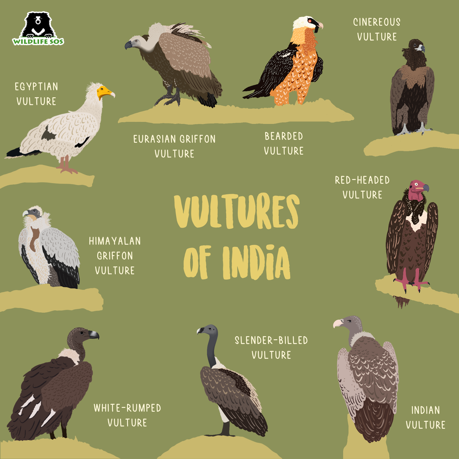 Know difference between vultures