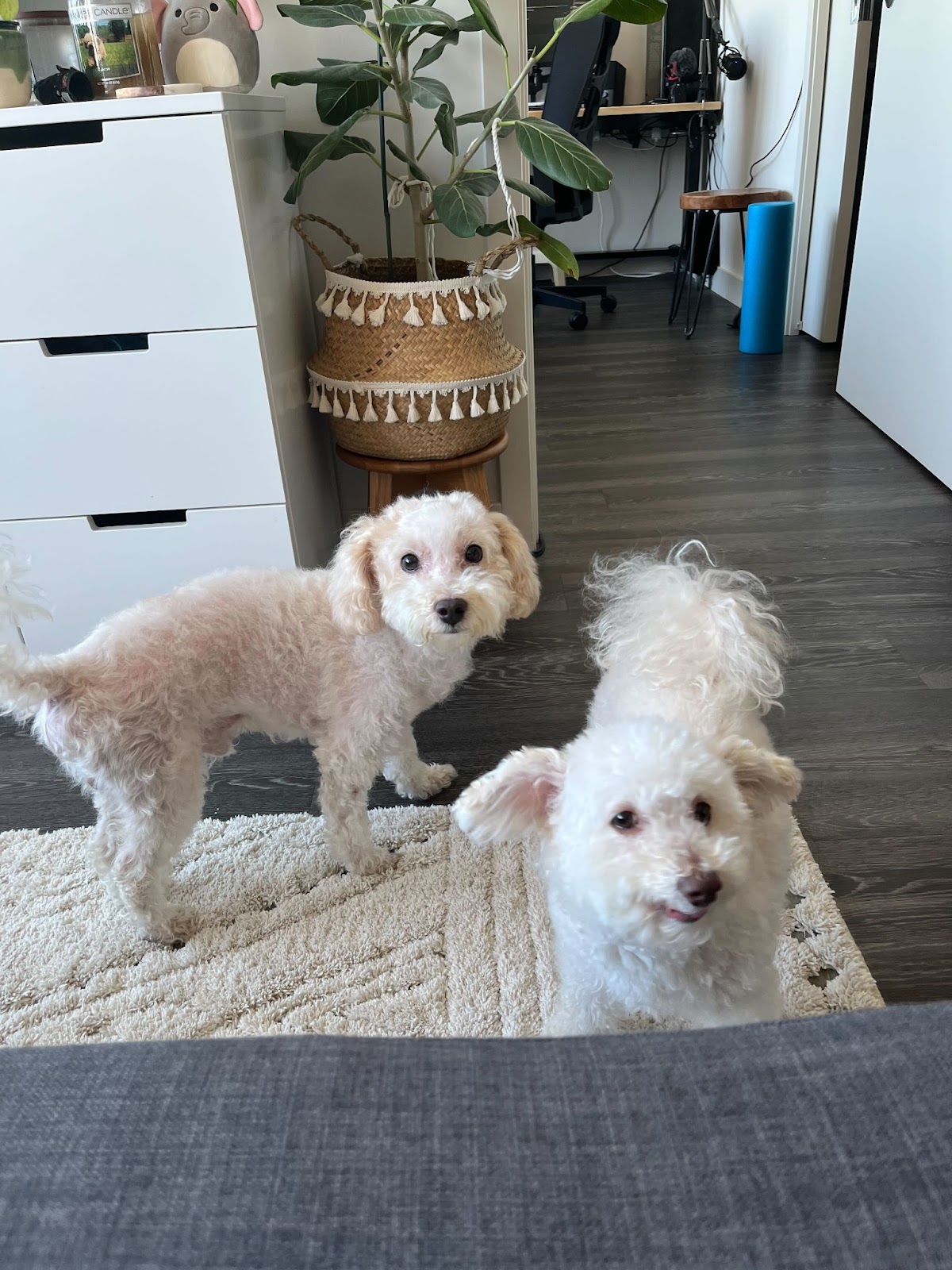 A picture of two small, white dogs.