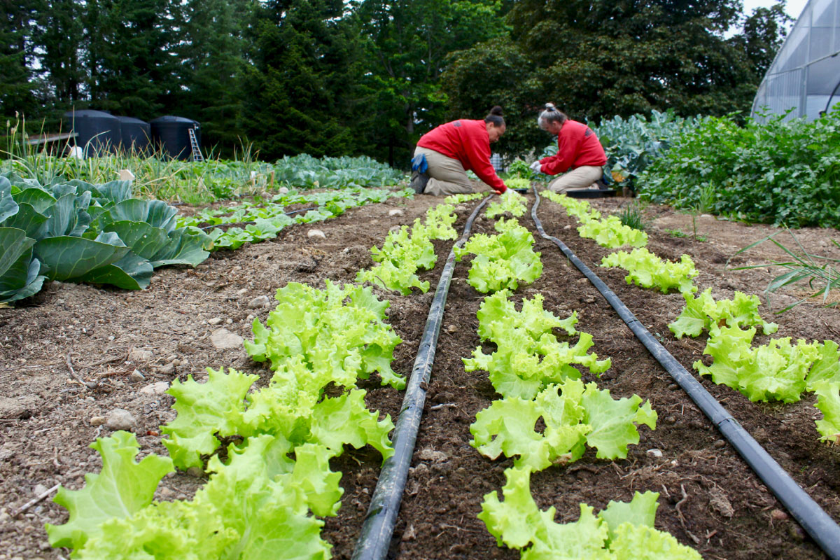 Gardeners from a western Washington State prison tend vegetables in a food pantry garden called the GRACE Project, a Kitsap Conservation District program. Photo by Keegan Curry. 