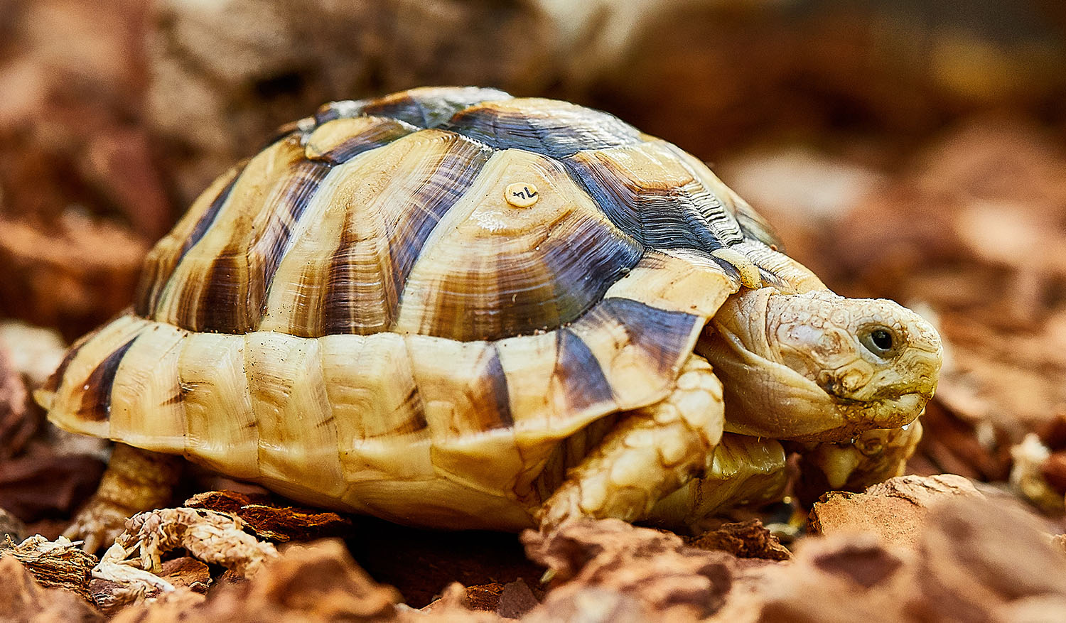 Egyptian Tortoise - 10 Best Pet Tortoise Breeds